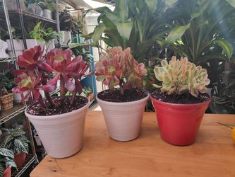 Succulent Plants