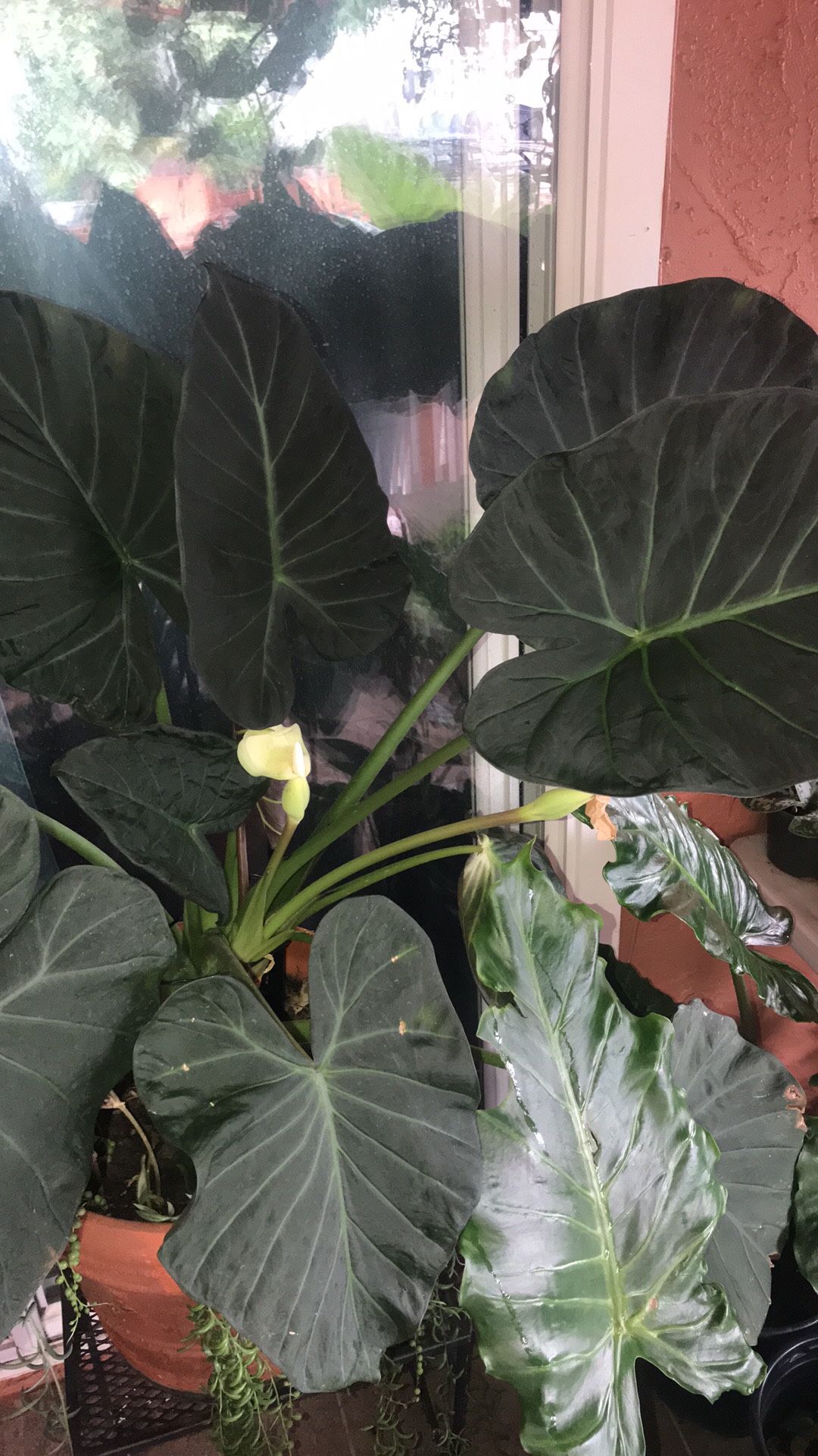 Hermosa Planta De Alocasia !