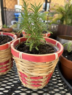 Rosemary Plant 🪴 