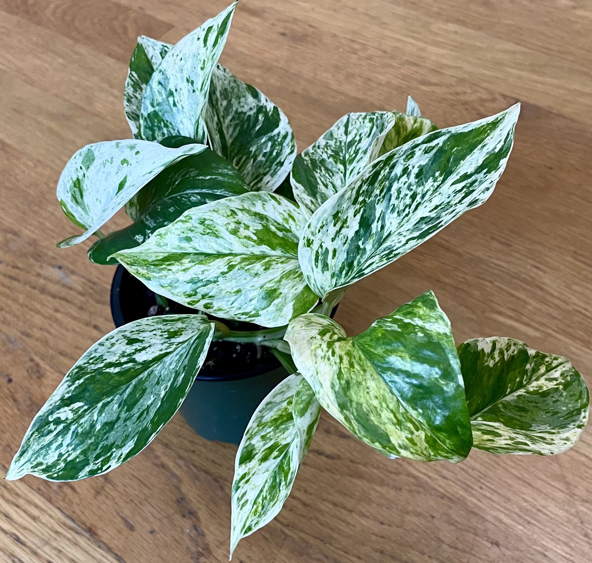 Marble Queen Pothos Plant / Low-Light Friendly / Free Delivery Available