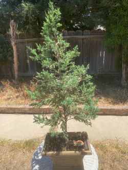 $65 Bonsai Japanese garden juniper over two ft tall 65