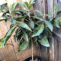 Loquat Sapling - Ready to Plant