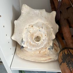 Decoration Shell