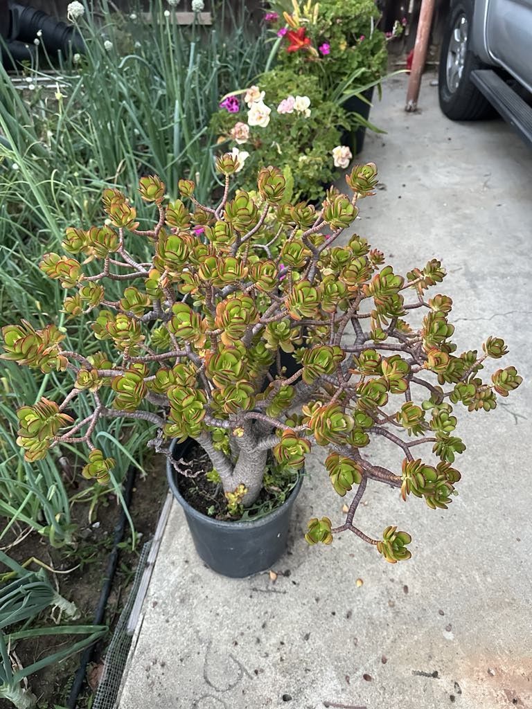 Jade Plant Crassula Ovata