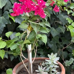 Homegrown Large Pink Violet Flowers With Succulents In Large Clay Pot
