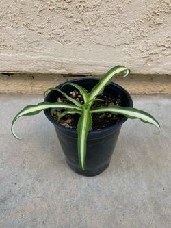 Variegated Spider Plant; 4.75”
