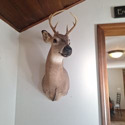 Deer Taxadermey 