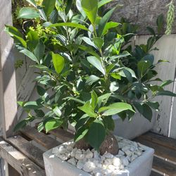 Ficus Ginseng Bonsai Plant