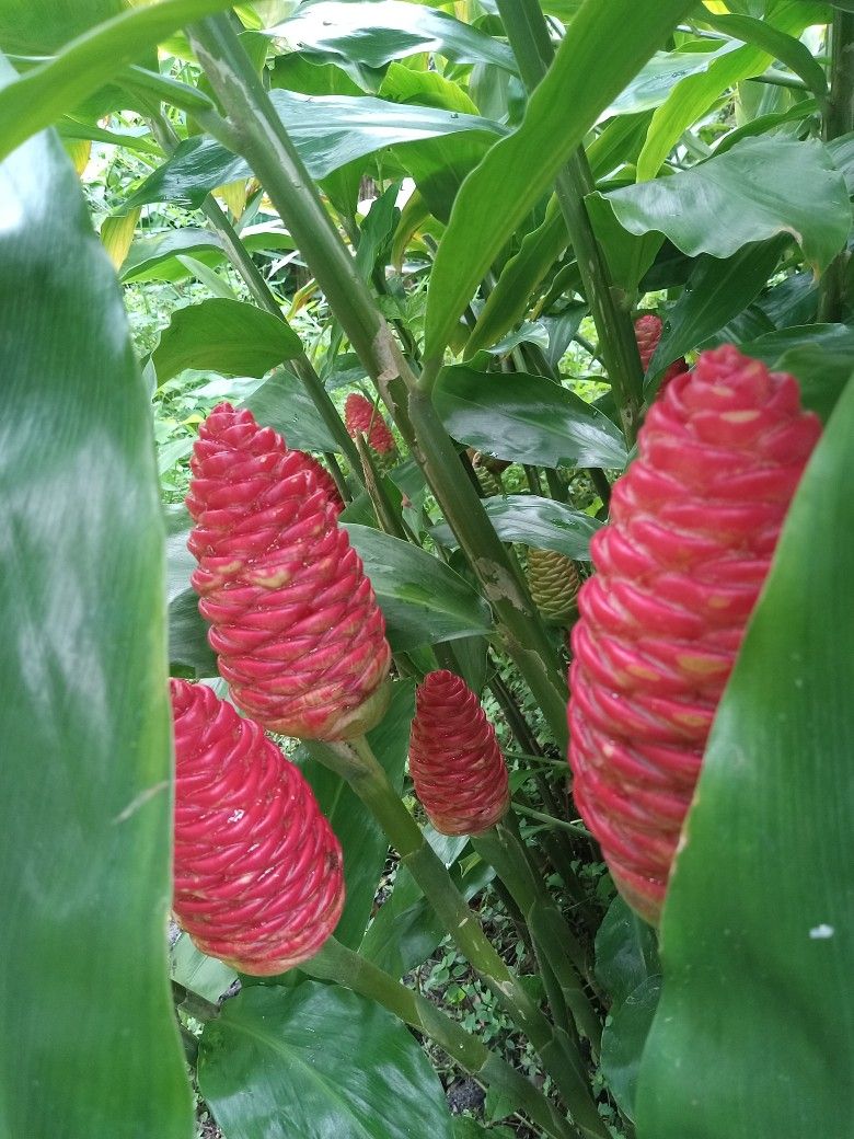 Shampoo Ginger . Pineapple Ginger