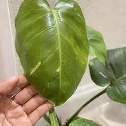 Variegated Thai Monstera Plant
