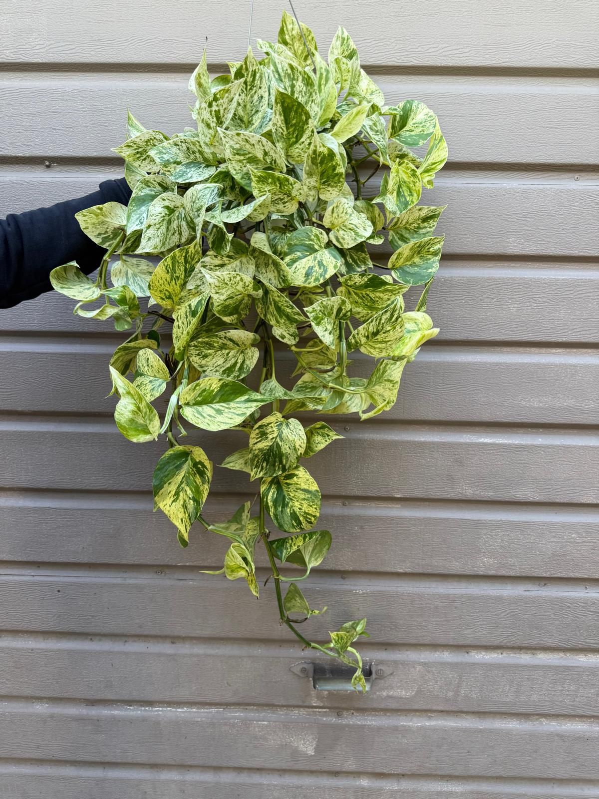 6” snow queen pothos XL
