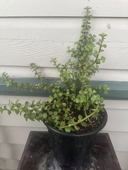 Portulacaria afra