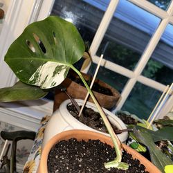 Albo Monstera Rooted Cutting