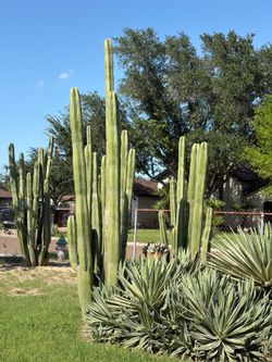 Unique cactus