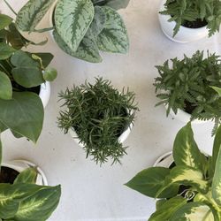 House Plants 