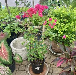 34” Blooming Pink Bougainvillea onTrellis