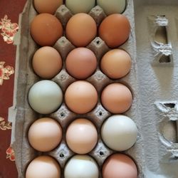 Fresh Organic Eggs