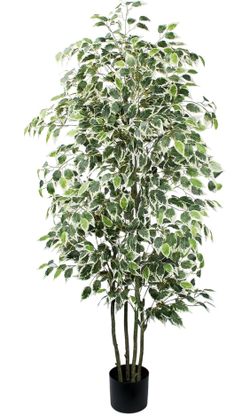 6 FT Artificial Ficus Tree with 600 Realistic Leaves in Black Weighted Planter.