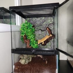 12x18 Zoo Med Gecko Terrarium 
