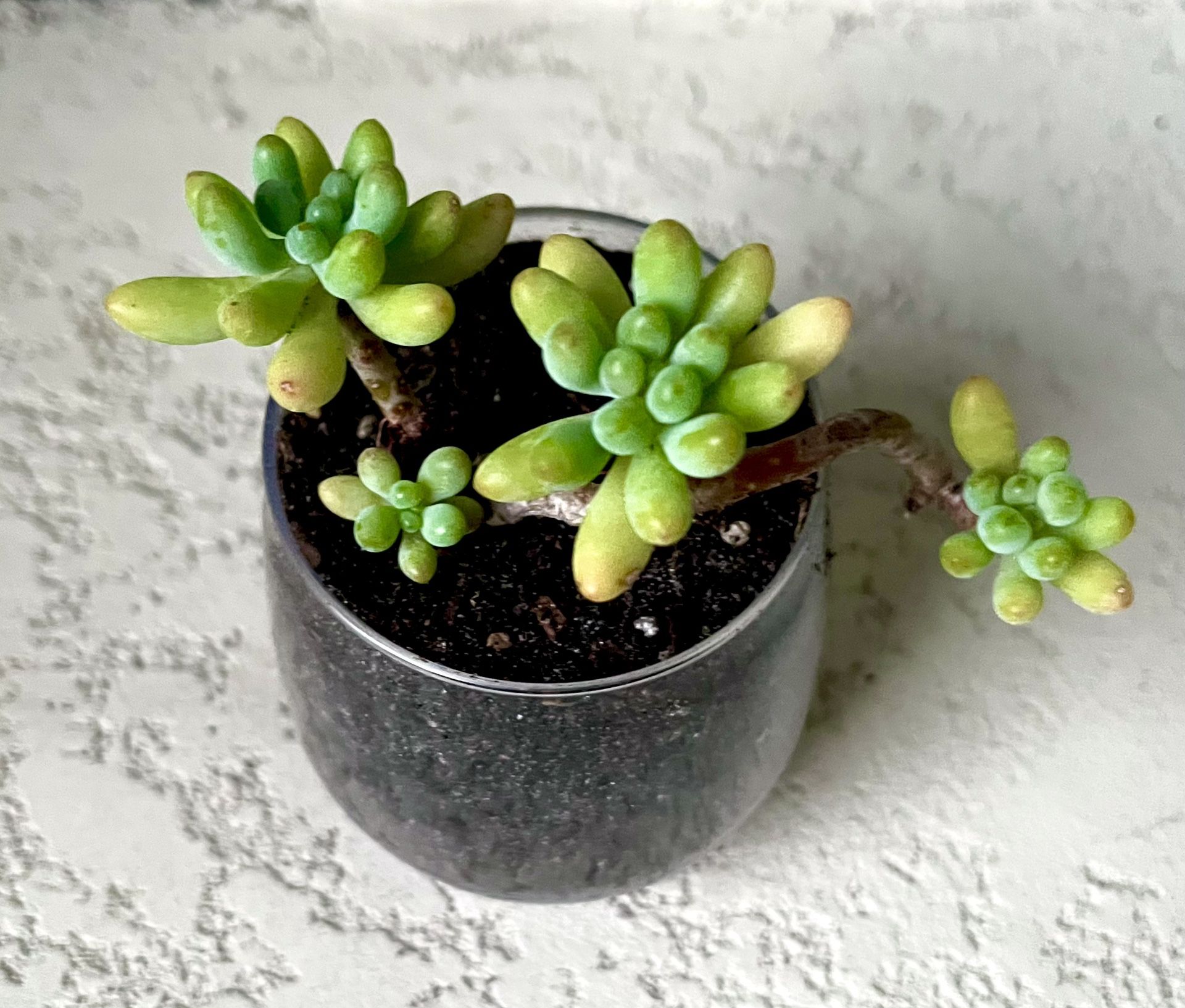 Sedum Plant