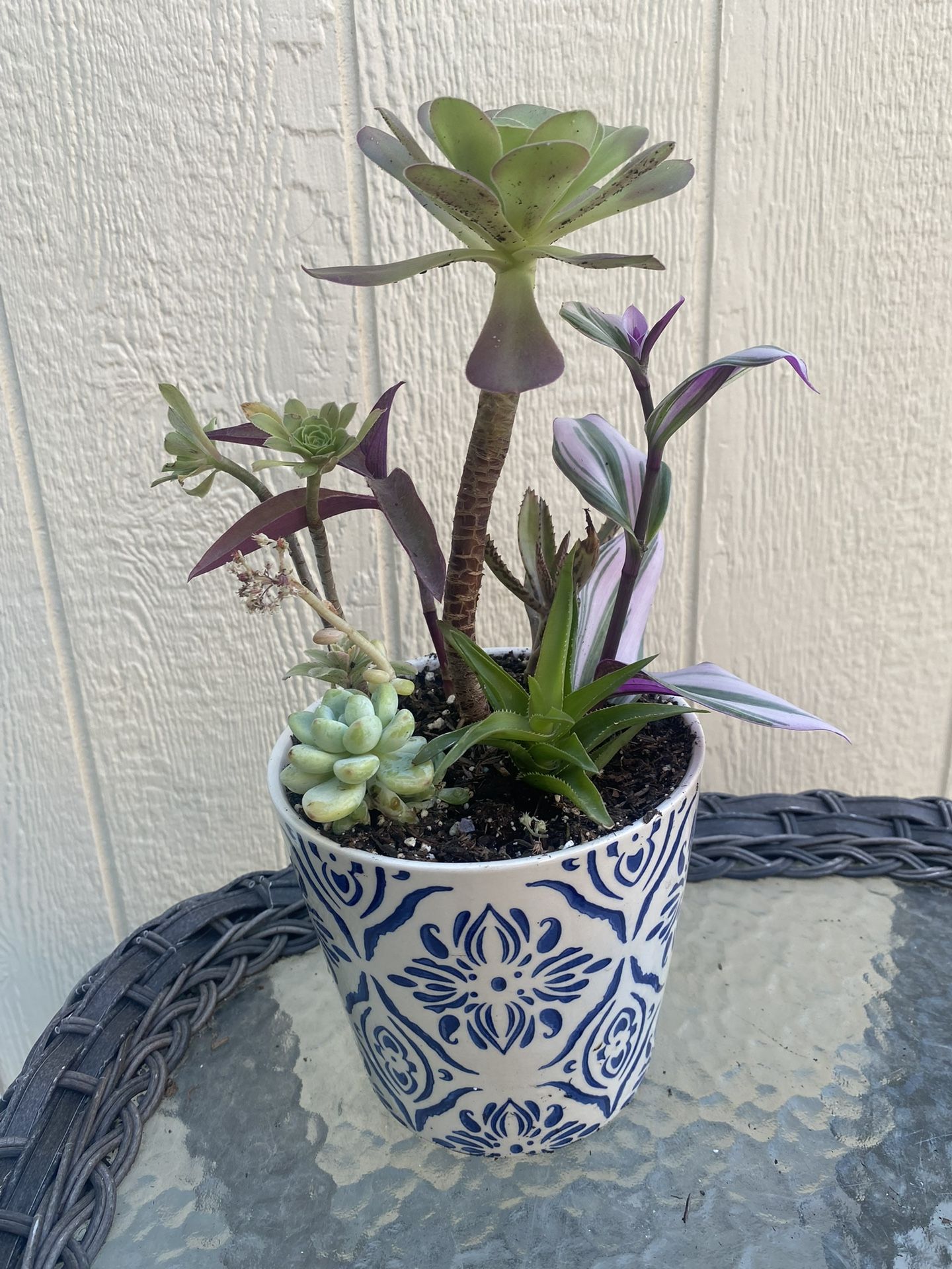 Succulent Planter 