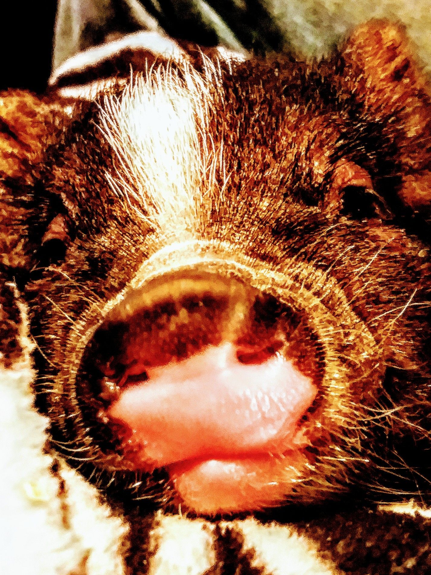 Julian /Chipmunk mini pig