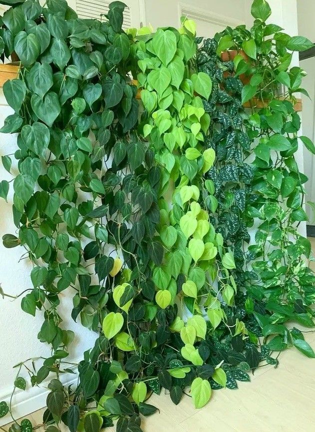 Lush Trailing Philodendron Money Pothos Plant/ House Plant/ Indoor Plant Flower Patio Garden