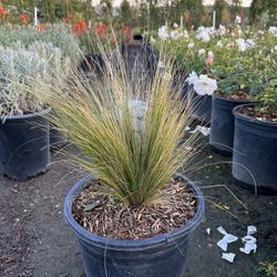 Mexican Feather Grass