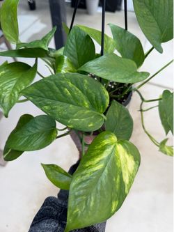 Golden Pothos