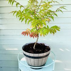 Beautiful Tiger Eye Sumac 
