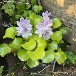 Plantas De Agua.  2 Por $5 