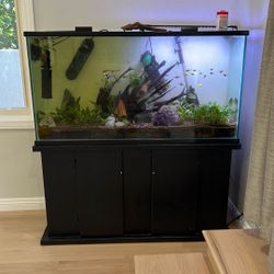 75 Gallon Established Community Fish Tank 