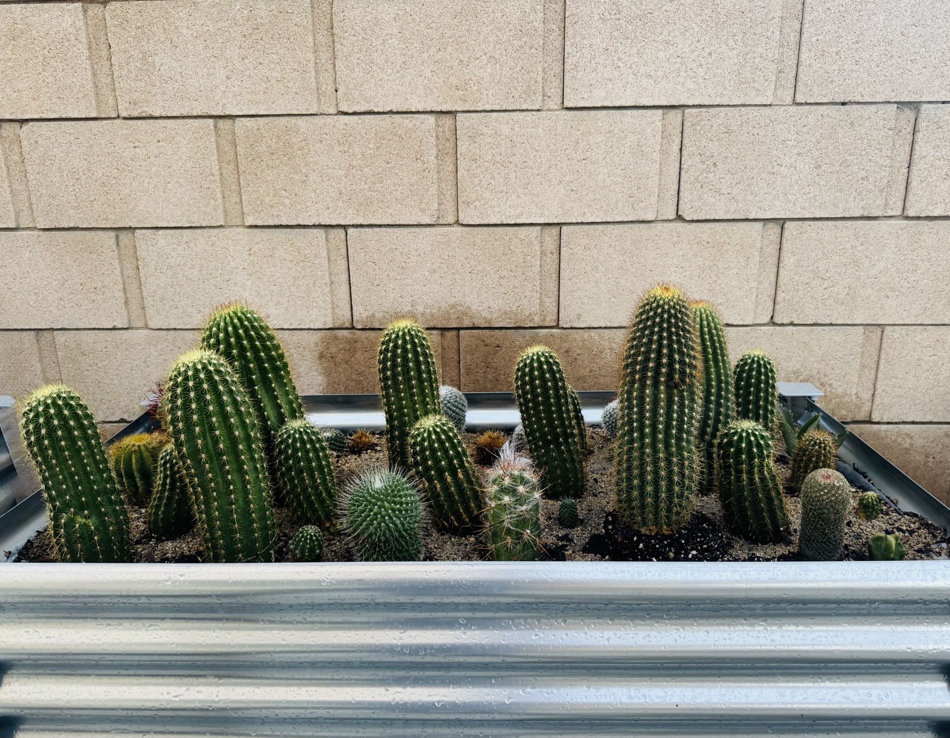 Cactus For Sale PRICES MAY VARY
