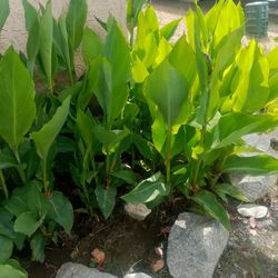 Plants