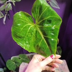 Philodendron Dean McDowell 