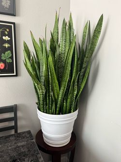 Snake Plant