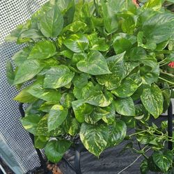 Golden Pothos Hanging Basket 8 " Live Plants 