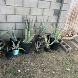 Agave Plants Different Sizes 