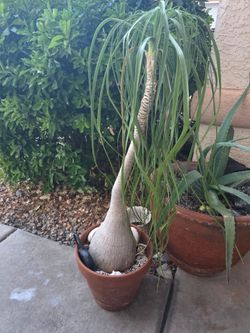 Huge Ponytail Palm (Beaucarnea recurvata) in Large Terracotta Pot