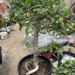 Ficus Bonsai Tree 