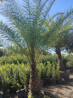 Sylvester Palm Tree $200 per ft trunk