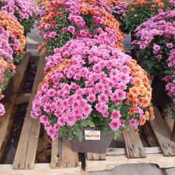 5 Gal Garden Mum Plant
