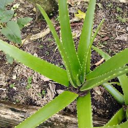 Aloe Vera Health