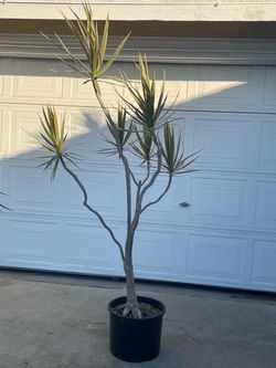 Dracaena Marginata plant tree