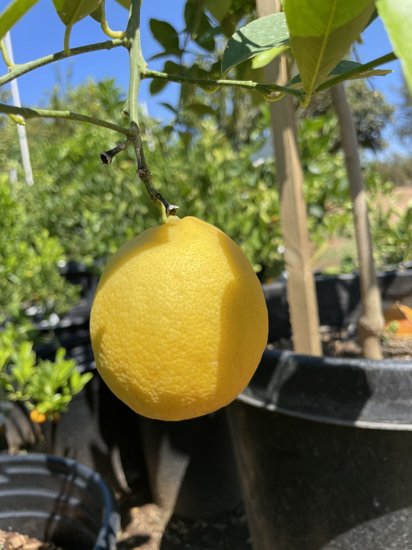 5 Gallon Size Citrus Trees - Lemon Trees - Lime Trees - Grapefruit