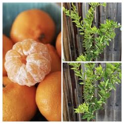 Rare Semi Dwarf Fruiting Kishu Mandarin Orange Grafted Fruit Tree 5 Gallon Pot Over 4 to 5 FT Tall Blooming Flowering  Cash only  