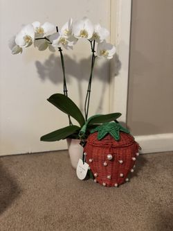 Kate Spade