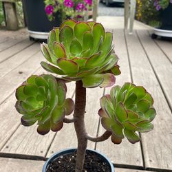 Aeonium 