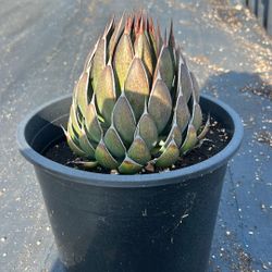 Agave Praying Hands /Mangave 