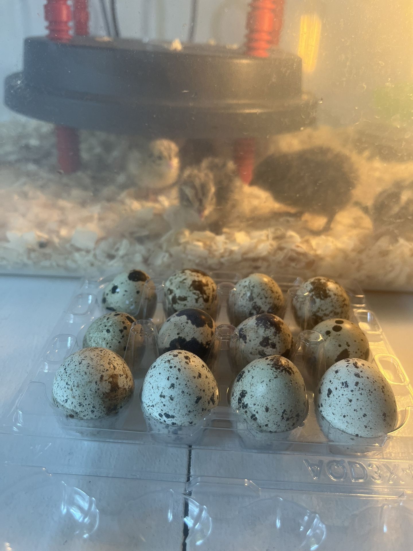 Fresh Quail Eggs (hatching)